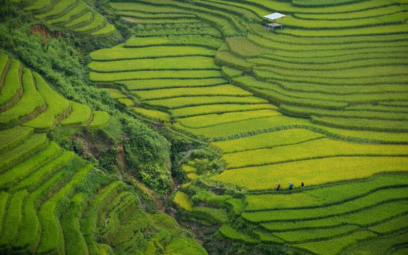 Ruộng bậc thang xanh mướt vùng Tây Bắc